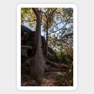 Bushland at Kincumber Mountain on NSW Central Coast Sticker